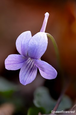 Flower in late autumn